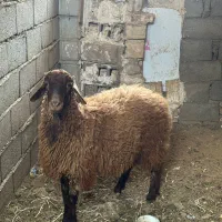 بره نر همو