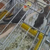 عروس هلندی مولد