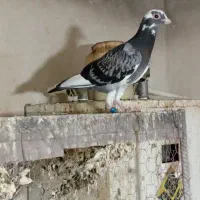 جوجه کبوترپلاکی