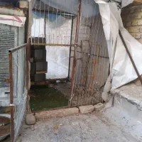 گنجه کبوتر