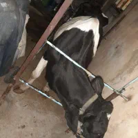 گاو گوساله