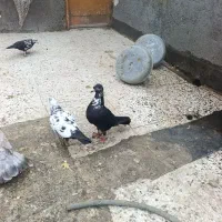 کفتر جفتگاه