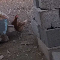 مرغ اول آگهی بخون بعد پیام بده|حیوانات مزرعه|توکهور, |دیوار