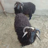 بره نر