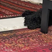 پودل عروسکی