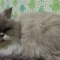 پرشین هیمالین جف.ت.گی.ر.ی