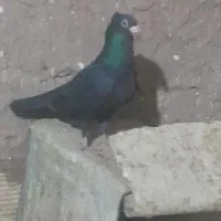 سه تا نر گردن کلفت و دو تا ماده