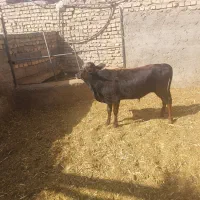 گوساله
