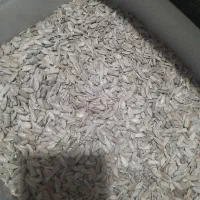 مغز تخمه