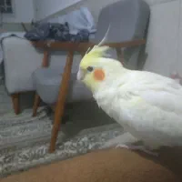 عروس هلندی نرسالم