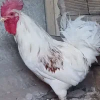 خروس و مرغ محلی