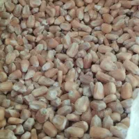 خرید ذرت جو گندم و غیره