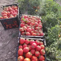 گوجه قوچان پی اس