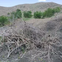 چوب هیزم رایگان