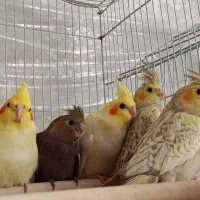 پرنده جوجه عروس هلندی