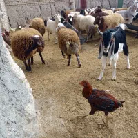 گوسفند چینی
