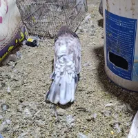 سه تا کفتر سرور