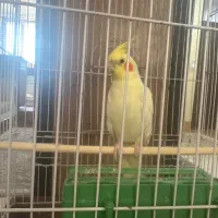 عروس هلندی