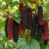 با باردهی تضمینی و زودبازده