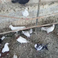 کبوترگرفتنی