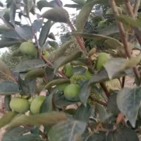باغ ۵۰۰ متری سرخنکلا معاوضه