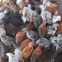 جوجه  گلپایگان