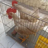یه جفت خروس فقط ۶۰۰ معاوضه با پرنده