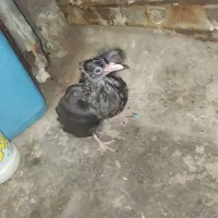 کفتر جوجه کلاغ نواری