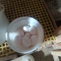تخم مرغ گلین لری نطفه دار