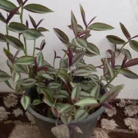 حراج گل چشم آهویی