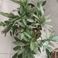 گل شاداب