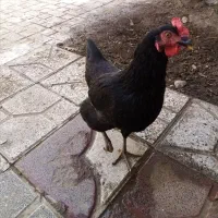 مرغ و خروس زیبا