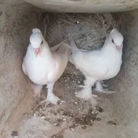 کبوتر سفید کلاتی پاپر