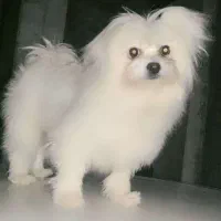 سگ پامر