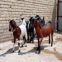 ۶راس کولار بز اسرائیلی از نژاد دوسه قلوزا ابستن