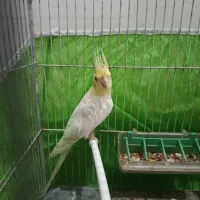 عروس هلندی