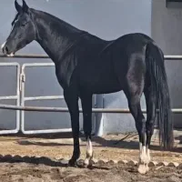 اسب ترکمن شناسنامه دار