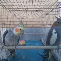 عروس هلندی با قفس