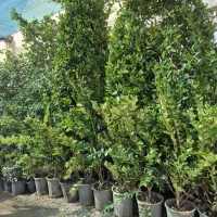 درختچه همیشه سبزشمشاد،یاس هلندی،لاوسون