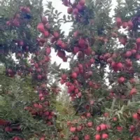 افزایش باردهی و اصلاح ساختار خاک و درمان آفات