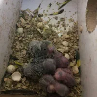 عروس هلندی وجوجه مرغ عشق انگلیسی