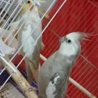 عروس هلندی