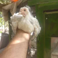 مرغ برهما