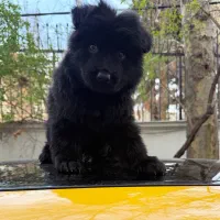 ژرمن شولاین بلک