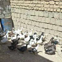 اردک محلی