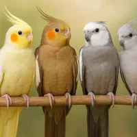 جوجه عروس هلندی