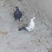 کبوتر