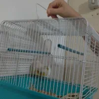 فنچ