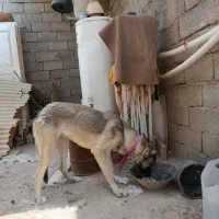 ماده سراب ده ماهه