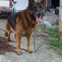 سگ ژرمن نر